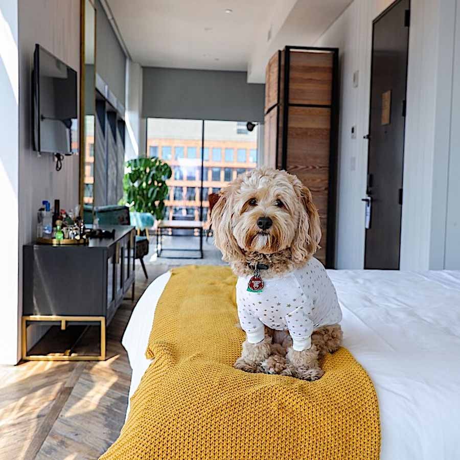 Chinese hotel arranging pet friends for guests