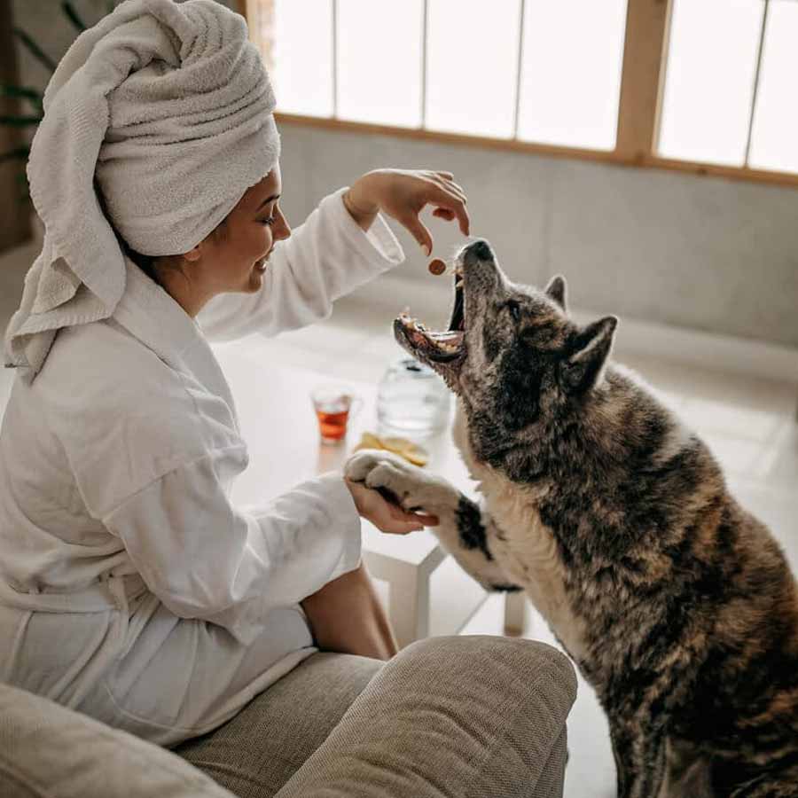 Chinese hotel arranging pet friends for guests