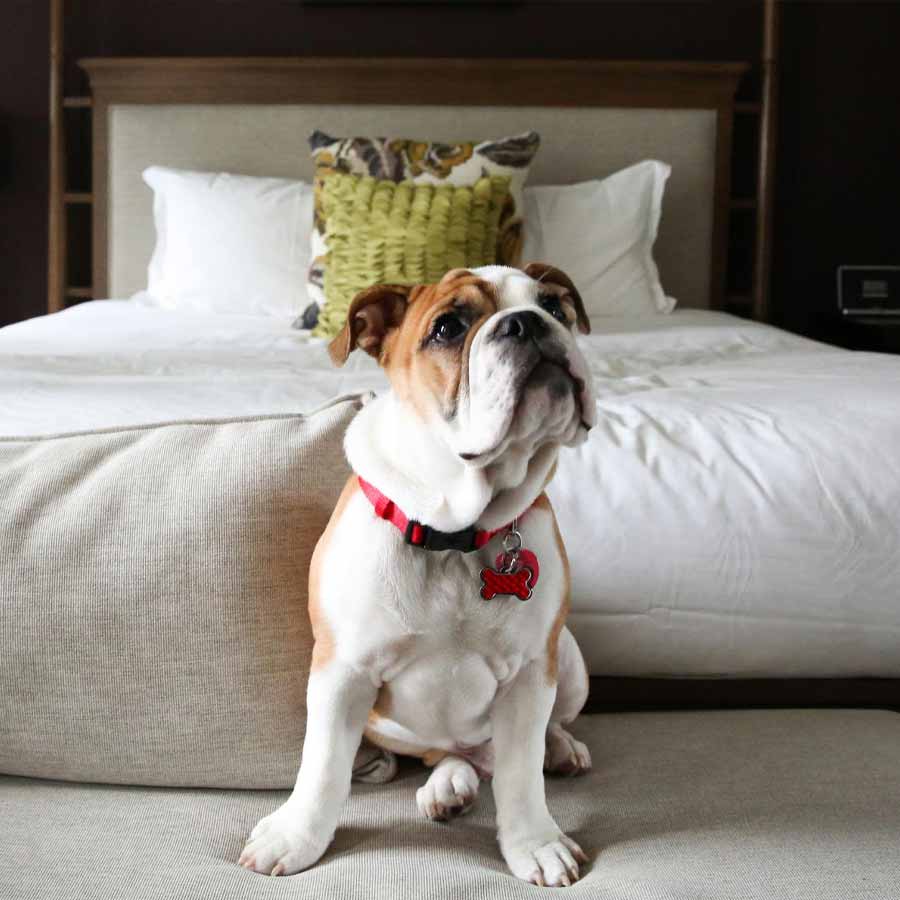 Chinese hotel arranging pet friends for guests