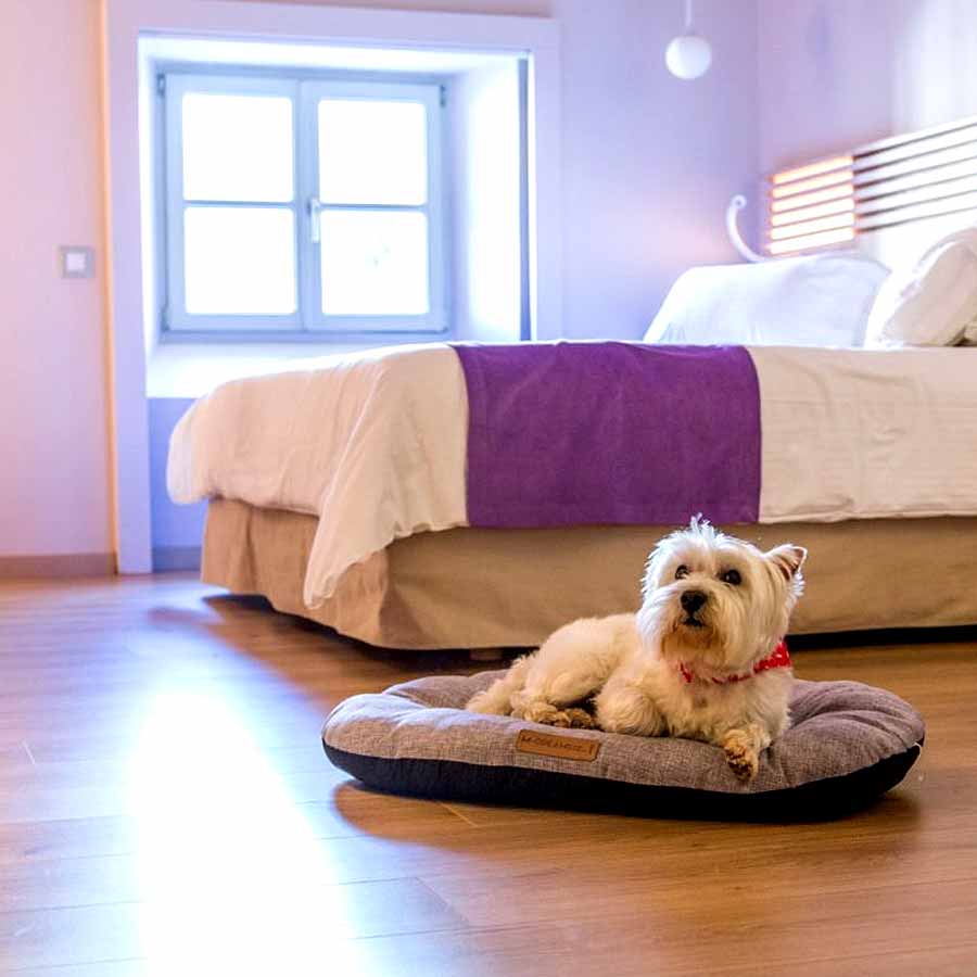 Chinese hotel arranging pet friends for guests