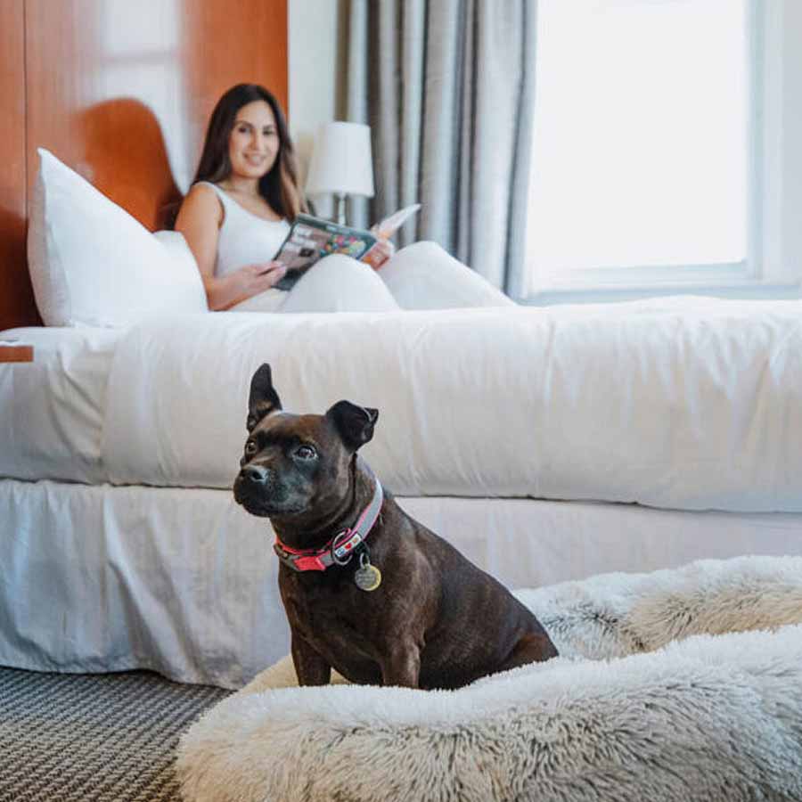 Chinese hotel arranging pet friends for guests