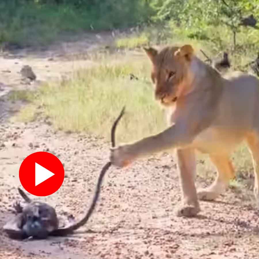 Video shows fight between eagle, black mamba and lioness in jungle