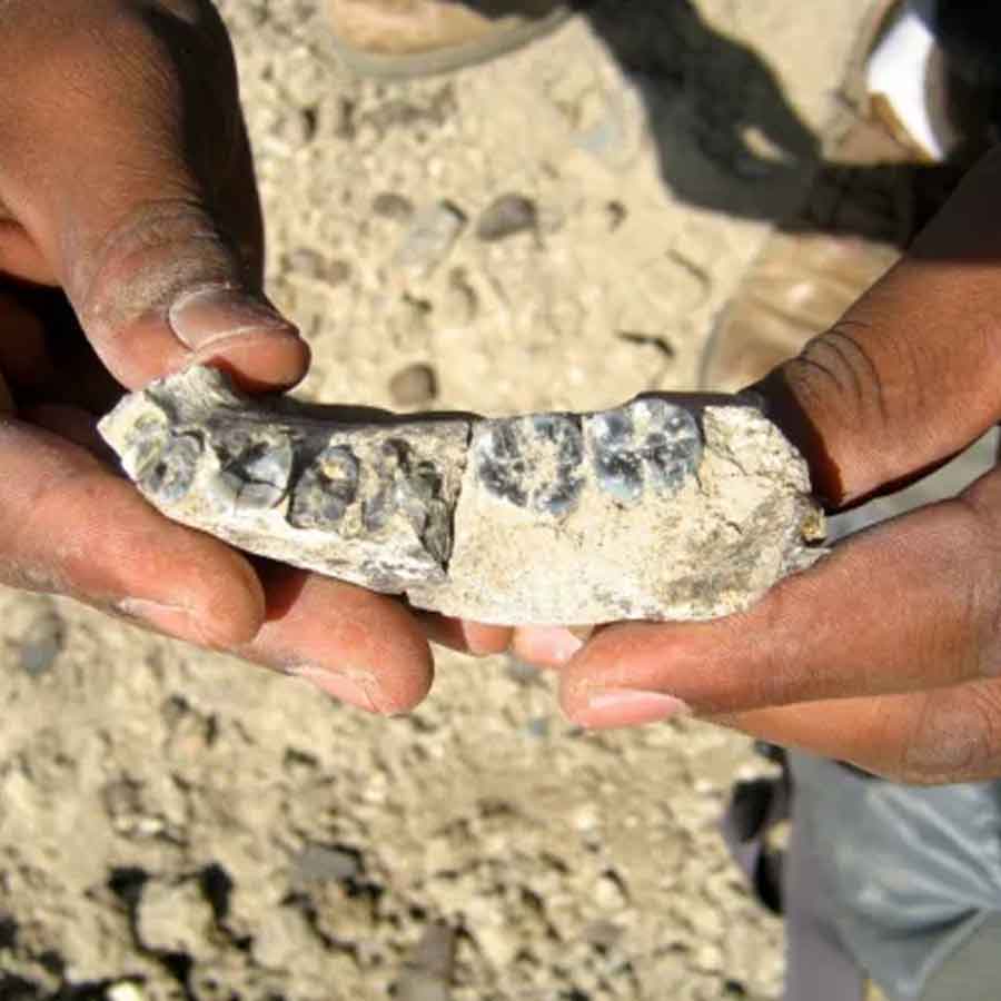 Teeth in Ethiopia reveals new human evolutionary species dgtl