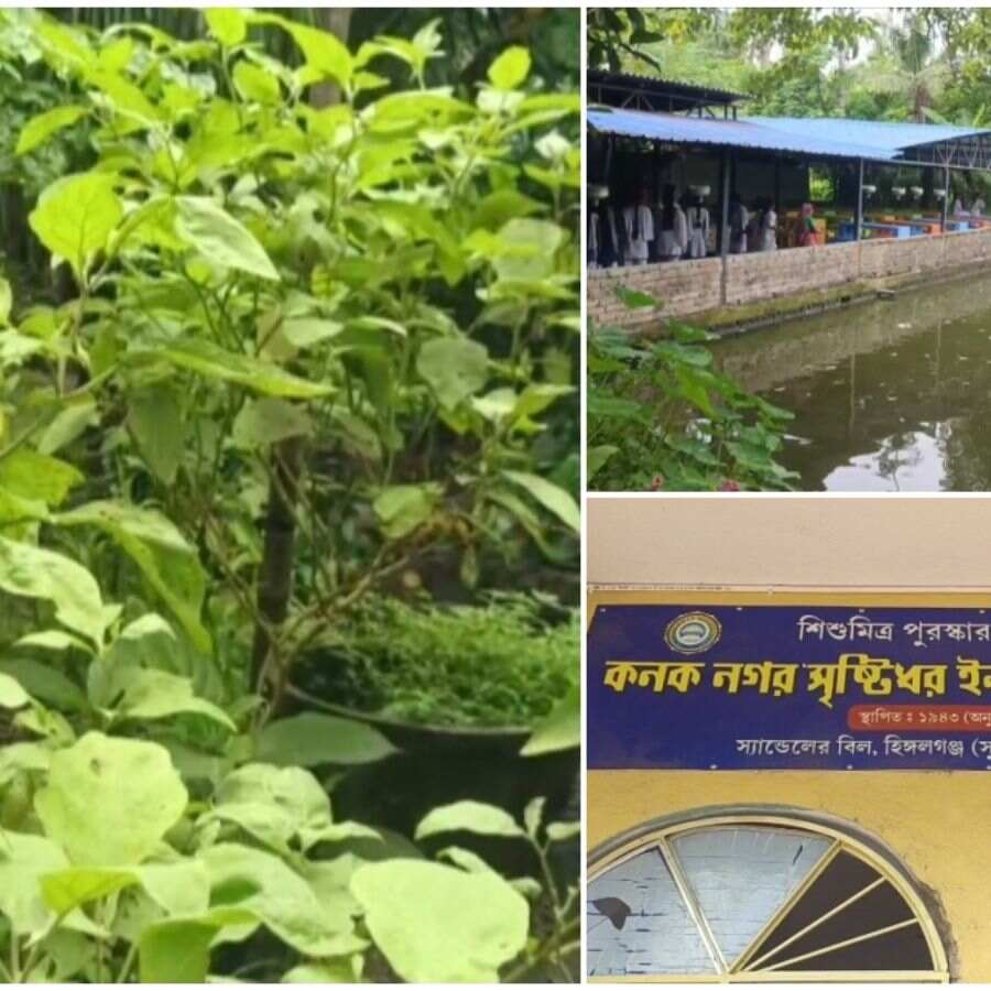 Schools in Bengal Must Start Fish Farming in Ponds for Mid-Day Meals dgtl