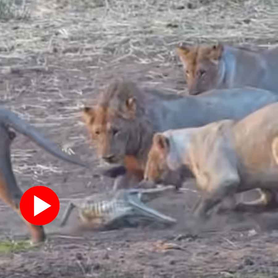 four lions attack alone crocodile