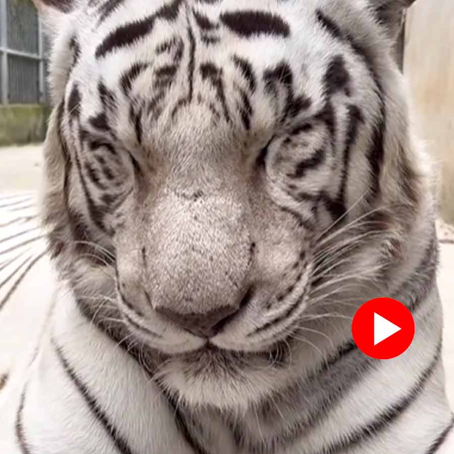 Video of white tiger snoring goes viral dgtl