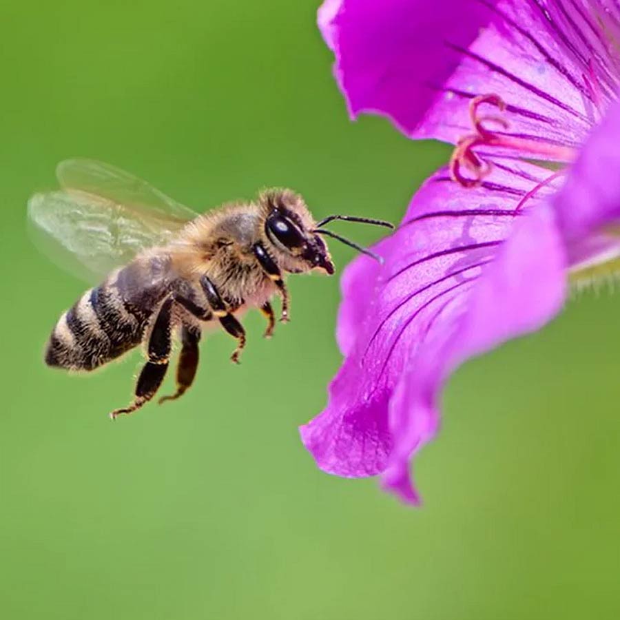 Urban Migration of Bees Poses Serious Threat to Pollinators and Earth's Ecosystem dgtl
