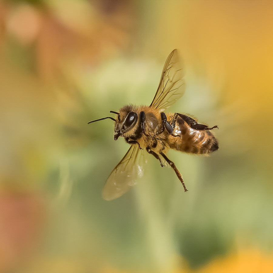  Bee