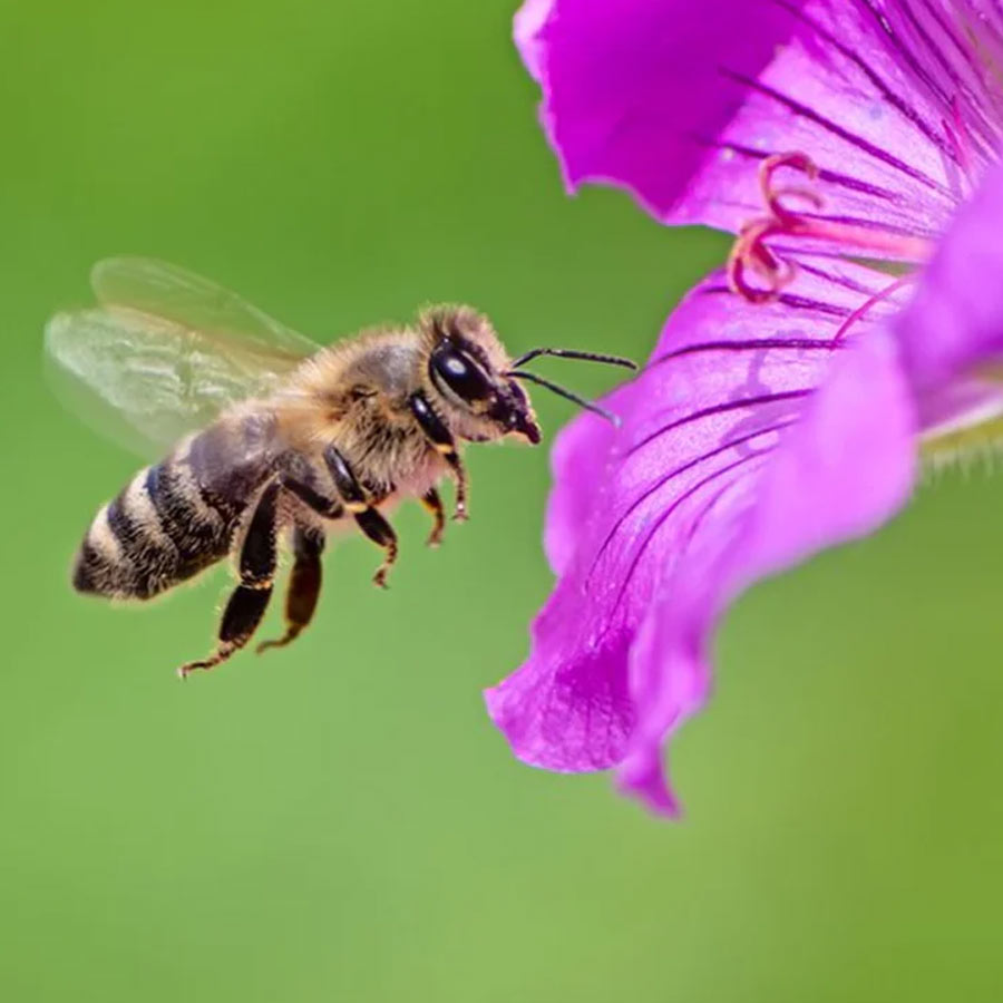  Bee