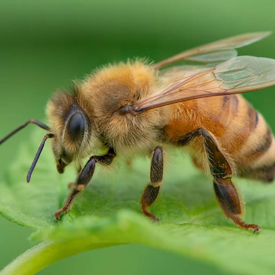  Bee