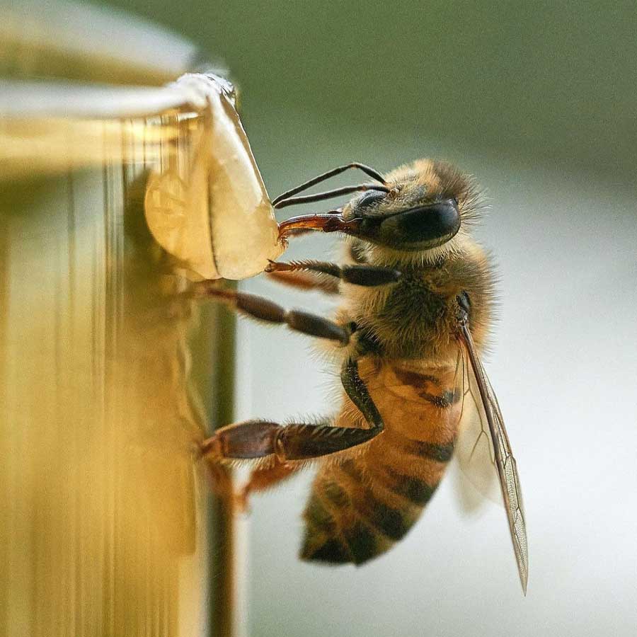  Bee