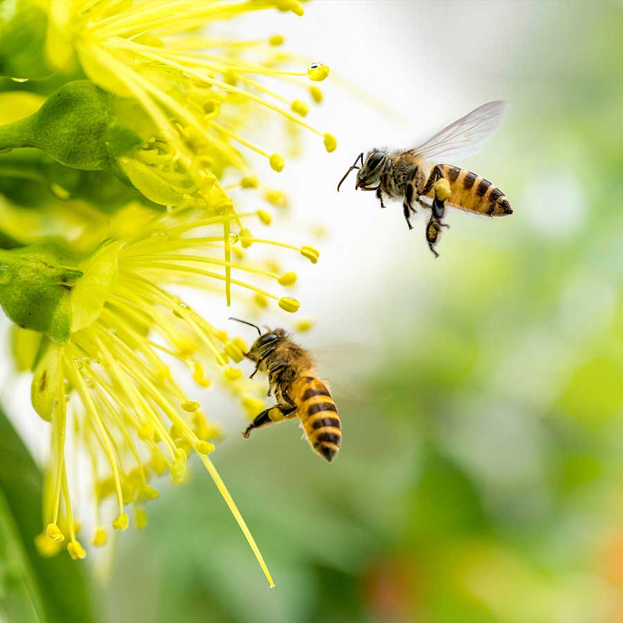  Bee