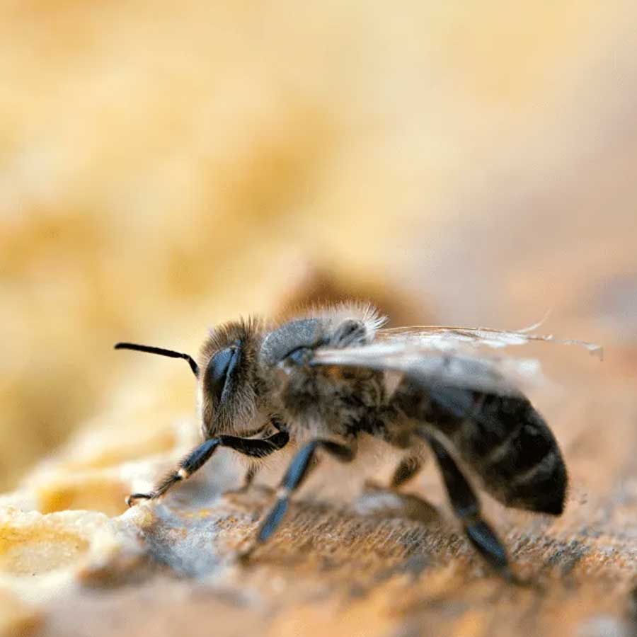  Bee