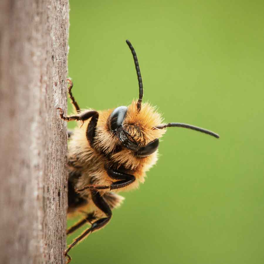  Bee