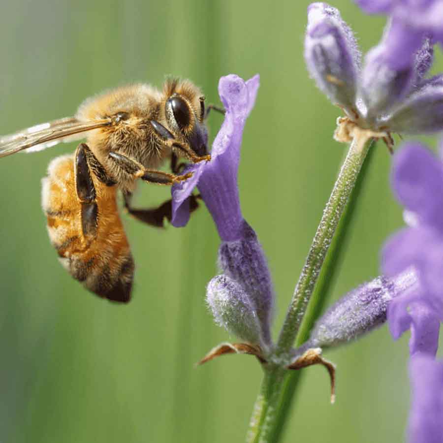  Bee
