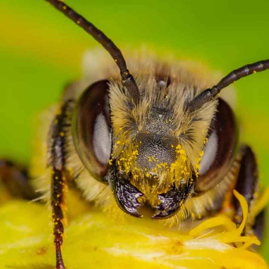  Bee