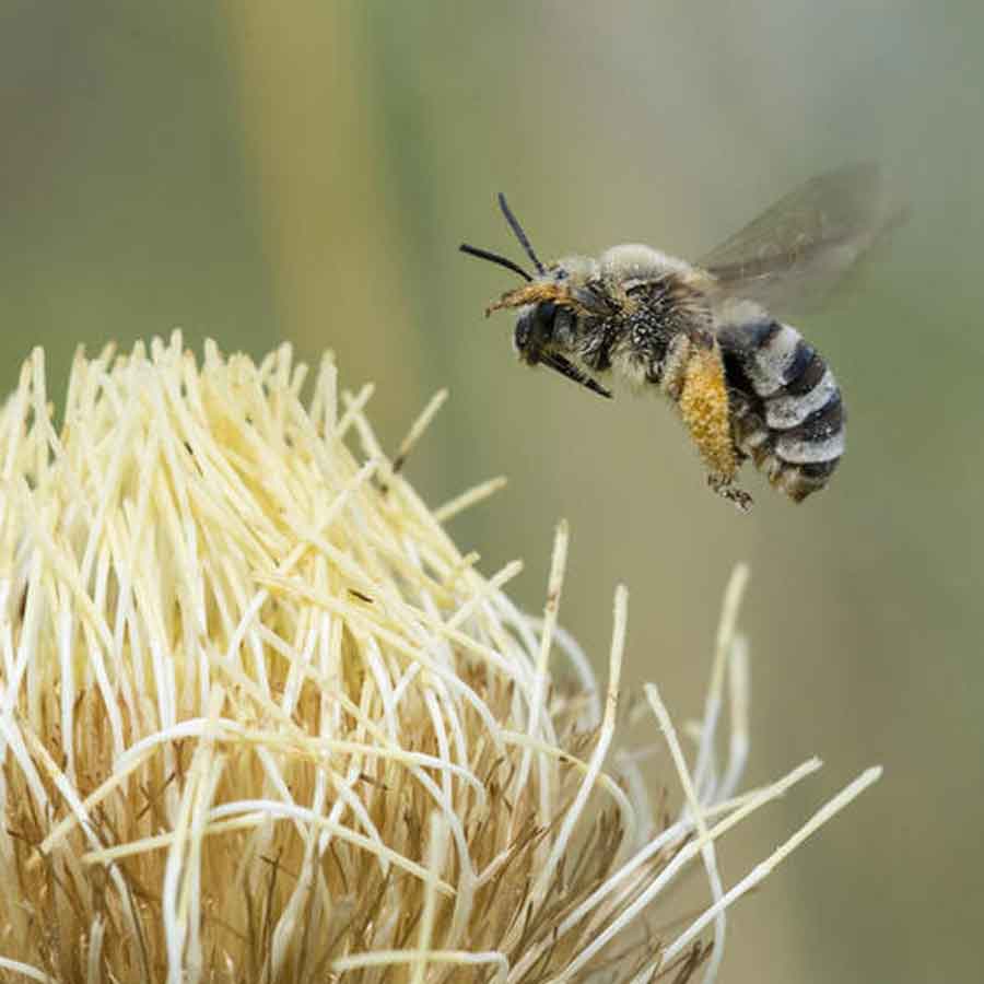  Bee