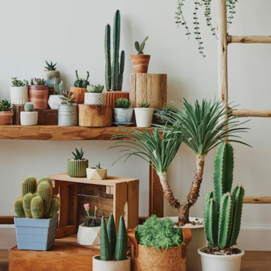 ঘরে কখনই ক্যাকটাস বা কাঁটা জাতীয় কোনও গাছ রাখবেন না। এটি নেতিবাচক শক্তিকে আকর্ষিত করে। 