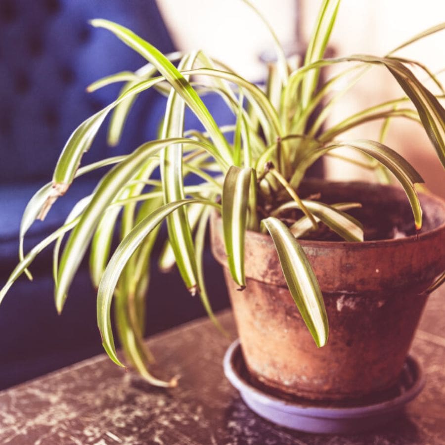 ৫। শুধু ফুল নয়, শুকিয়ে যাওয়া গাছও বাড়ির জন্য অমঙ্গলের। অকারণে গাছ কাটা হলে সেই কাটা গাছ সঙ্গে সঙ্গেই বাড়ির বাইরে ফেলে দিতে হবে। 