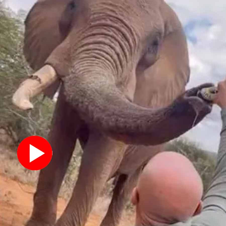 Video shows Spanish tourist pour beer in Elephant’s trunk In Kenya