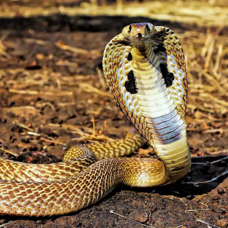 সাপ: পুরাণ মতে সর্প বা সাপকে শুদ্ধ চেতনার প্রতীক মনে করা হয়। নাগরাজ দেবীকে নাগপাশ দিয়েছিলেন। 
