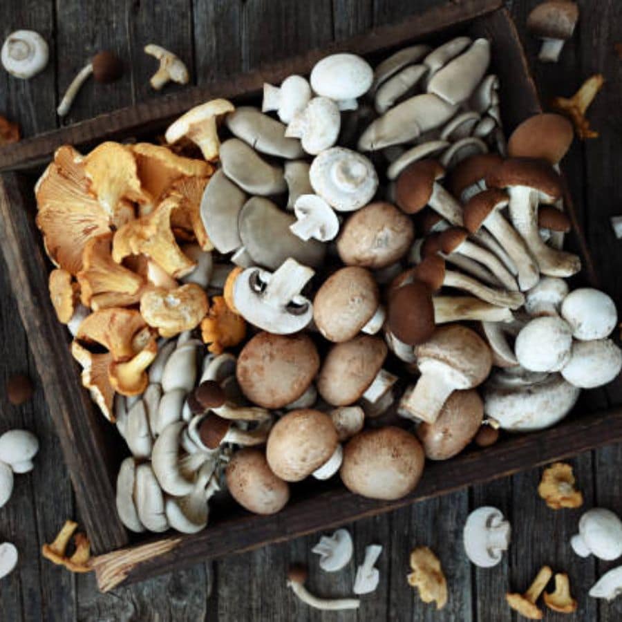 ‘পুজো আসছে আসছে’, এমন সময়ে রাঢ়বঙ্গ তথা জঙ্গলমহলের বাজারে দেখা মেলে এক বিশেষ ধরনের মাশরুমের, যা ‘দুগ্গা ছাতু’ বা ‘পরব ছাতু’ নামে পরিচিত।