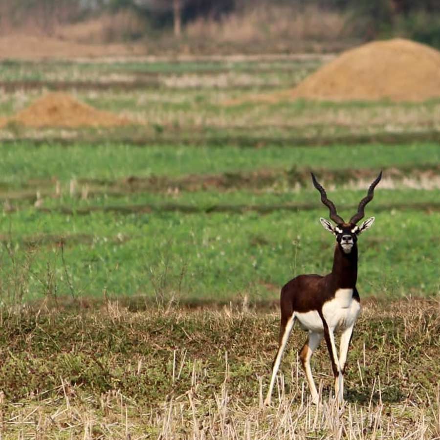 — নিজস্ব চিত্র।