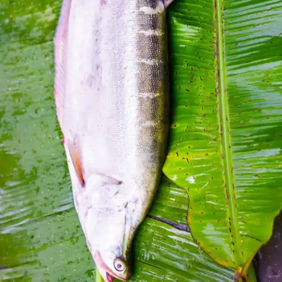 ২। ‘মুইঠ্যা’ শব্দটি এসেছে ‘মুঠো’ থেকে। এক মুঠো চিতলের মাংস, আলুর সঙ্গে মিশে তৈরি হয় অনন্য এই পদ। মুইঠ্যা আসলে এক ধরনের ফিশ-কাবাব বা বড়া, যা দেখতে হাতের মুঠোর মতো। বড় আর লম্বাটে চিতল মাছের পিঠের অংশ এর জন্য উপযুক্ত। কারণ সেই অংশেই ছোট ছোট কাঁটা বেশি থাকে, যার জন্য কাঁটা বেছে খাওয়ার চেয়ে ছাড়িয়ে নেওয়া সহজ। 