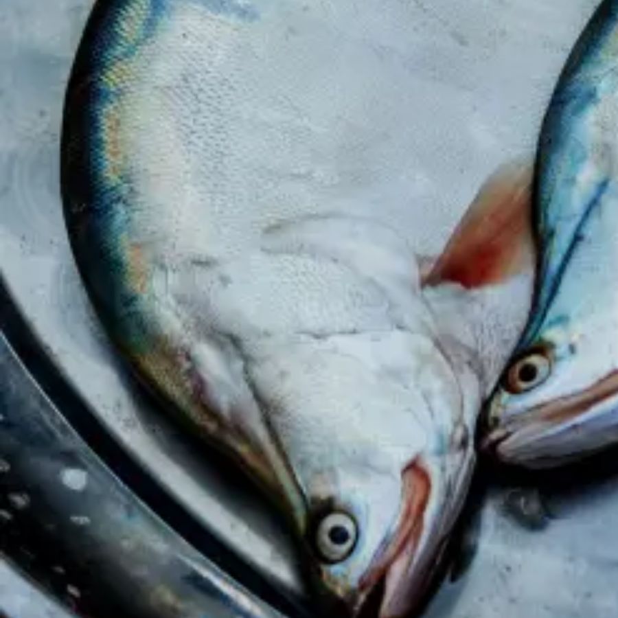 ৪। চিতল মাছ দক্ষিণ এশিয়ার বহু দেশে পাওয়া যায়। তবে বাঙালি হেঁশেলে এর আলাদা কদর। ছোট চিতল খেতে কষ্টকর। তাই বড় চিতল থেকে মাছ কুরোনো হয়।