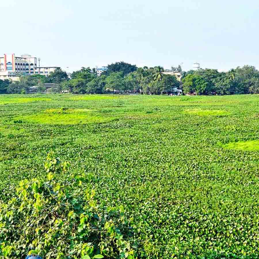 Migratory birds are not coming to Santragachi Lake
