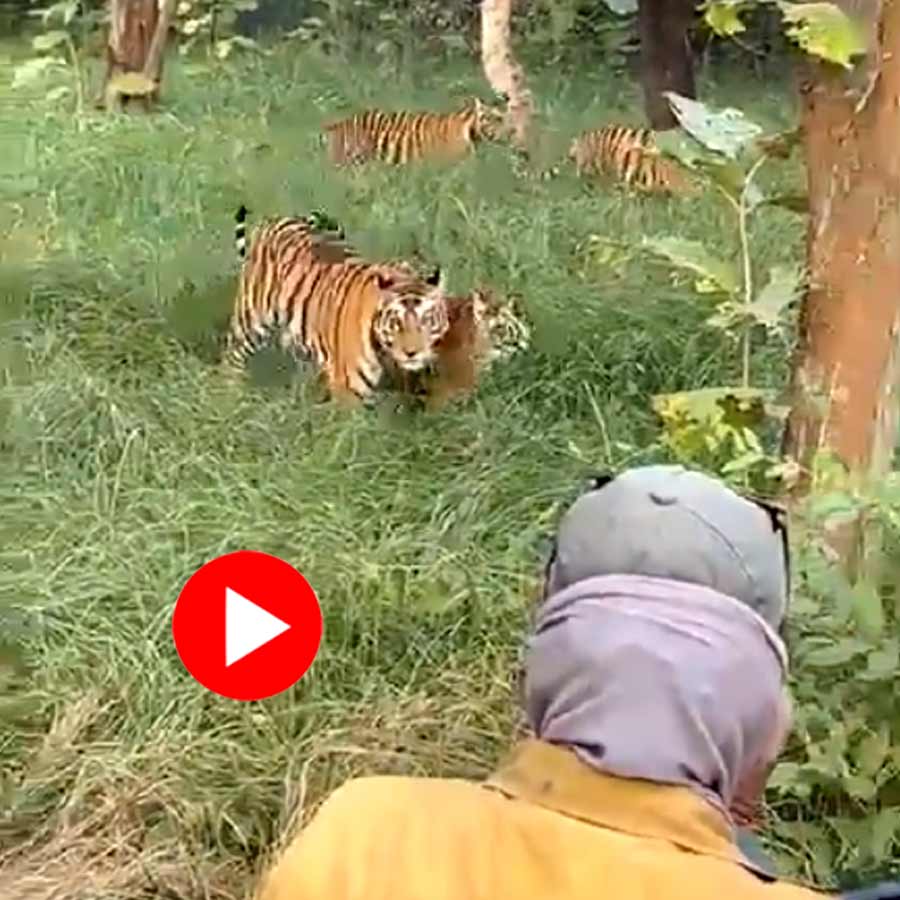 Tourists Click Pictures & Take Selfies With Five Tigers From Close Distance At Panna Tiger Reserve Goes Viral dgtl