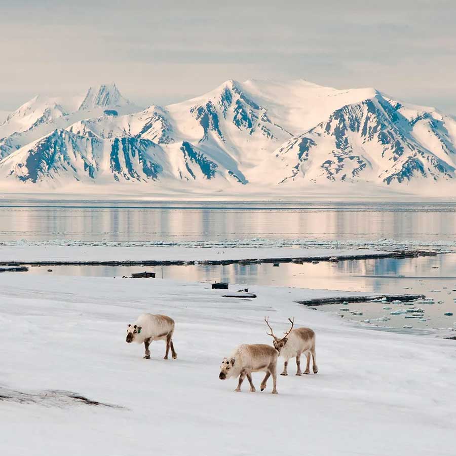 Satellite picture shows massive gathering of Huge arctic creatures on Svalbard Island, what it means