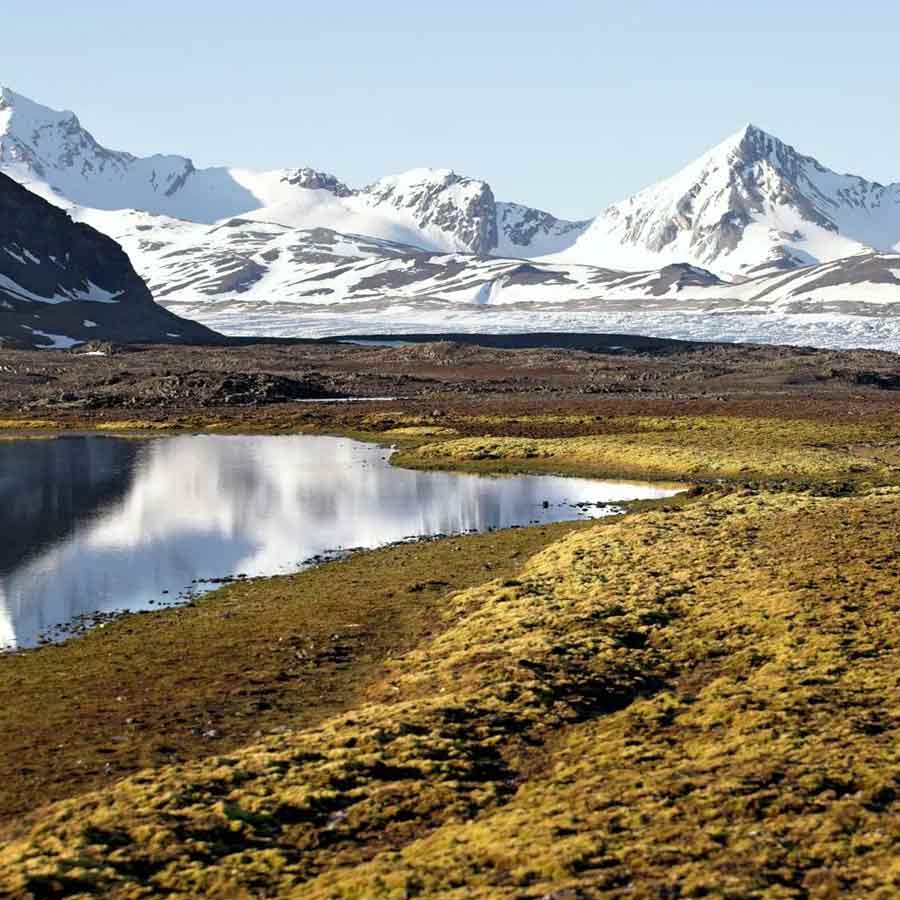 Satellite picture shows massive gathering of Huge arctic creatures on Svalbard Island, what it means
