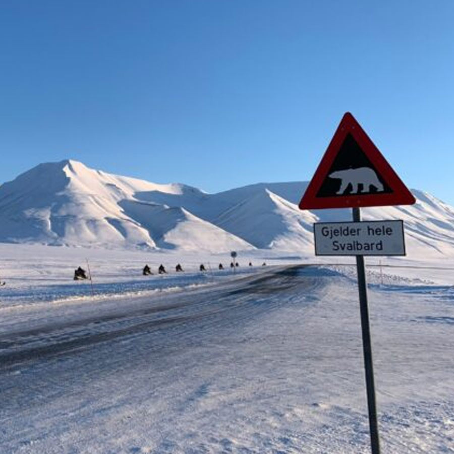 Satellite picture shows massive gathering of Huge arctic creatures on Svalbard Island, what it means