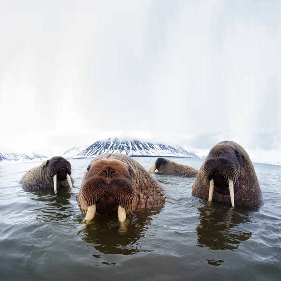 Satellite picture shows massive gathering of Huge arctic creatures on Svalbard Island, what it means