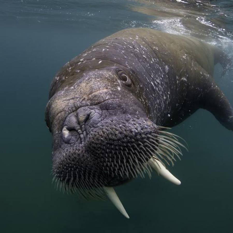 Satellite picture shows massive gathering of Huge arctic creatures on Svalbard Island, what it means