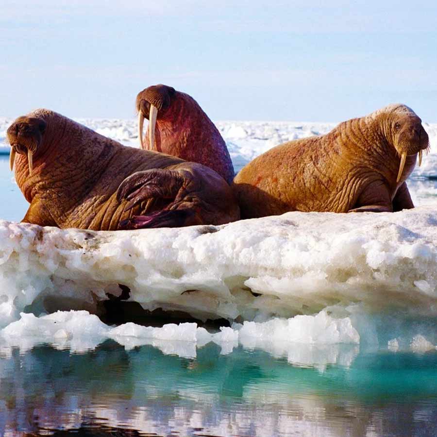 Satellite picture shows massive gathering of Huge arctic creatures on Svalbard Island, what it means