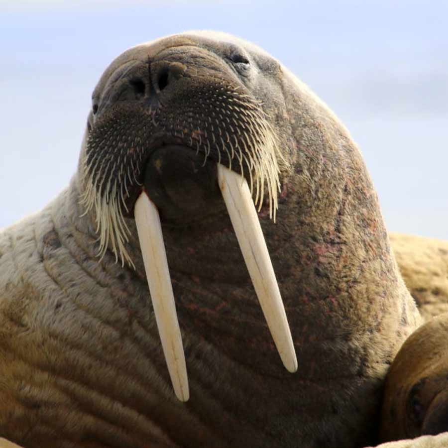Satellite picture shows massive gathering of Huge arctic creatures on Svalbard Island, what it means