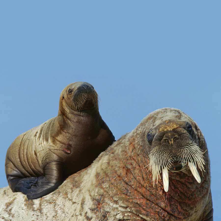 Satellite picture shows massive gathering of Huge arctic creatures on Svalbard Island, what it means
