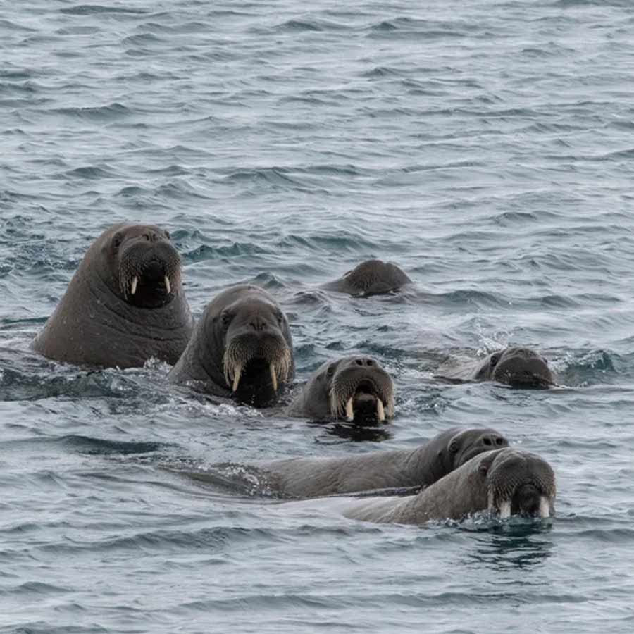 Satellite picture shows massive gathering of Huge arctic creatures on Svalbard Island, what it means