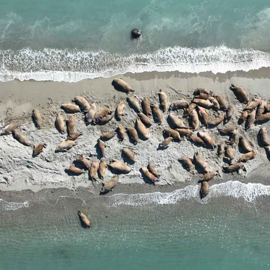 Satellite picture shows massive gathering of Huge arctic creatures on Svalbard Island, what it means
