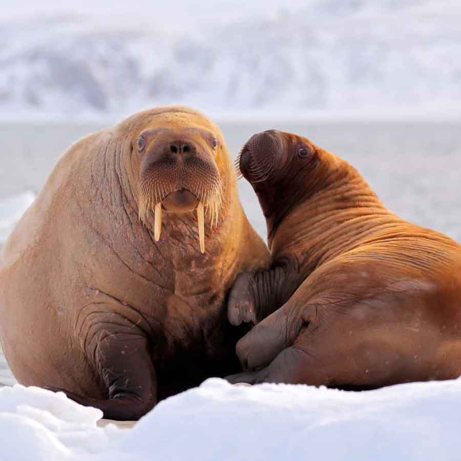 Satellite picture shows massive gathering of Huge arctic creatures on Svalbard Island, what it means