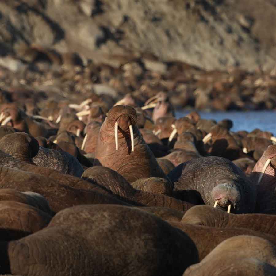 Satellite picture shows massive gathering of Huge arctic creatures on Svalbard Island, what it means