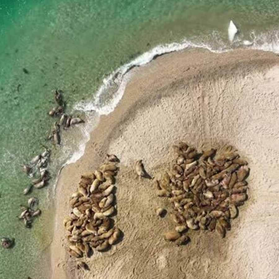 Satellite picture shows massive gathering of Huge arctic creatures on Svalbard Island, what it means