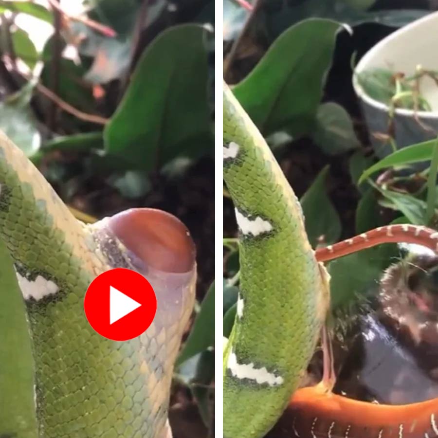 Video shows how a snake is taking birth in jungle