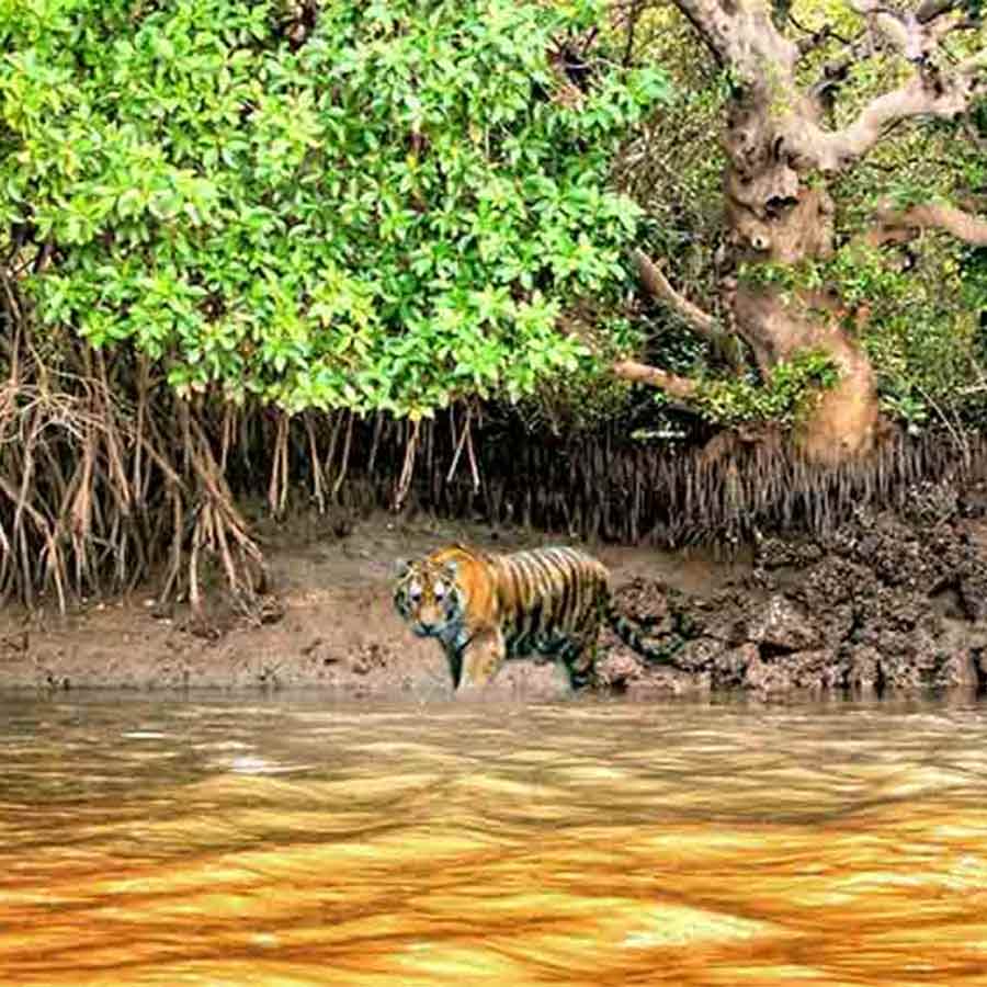 Clash of survival between Tigers and Humans at Sundarbans