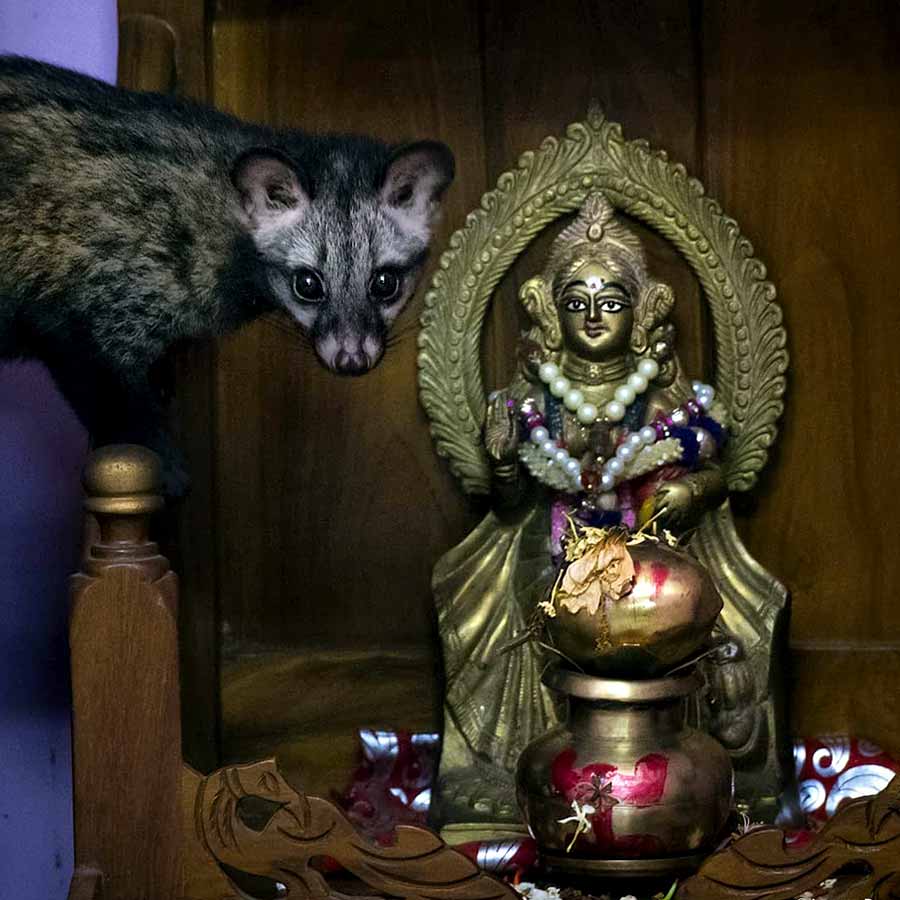 বন্য গন্ধগোকুল-এর ছবি সাহস যুগিয়েছিল। 