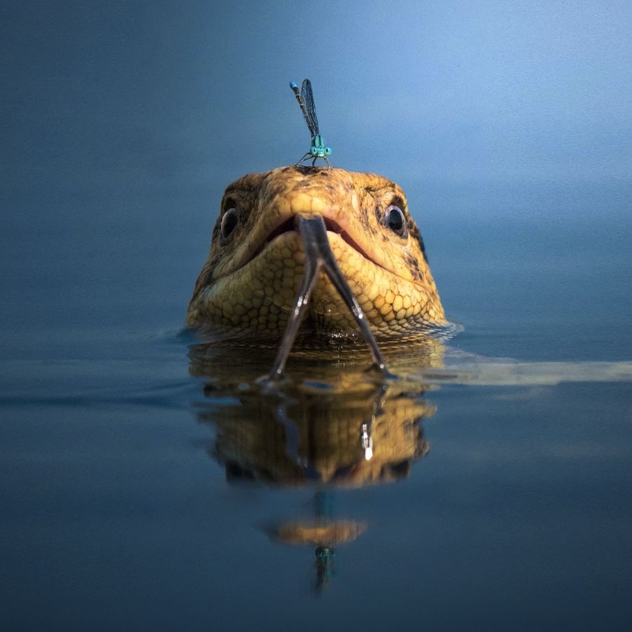 পূর্বস্থলীর চর থেকে তোলা গোসাপের এই ছবিই ভবিষ্যৎ বদলে দেয়। 