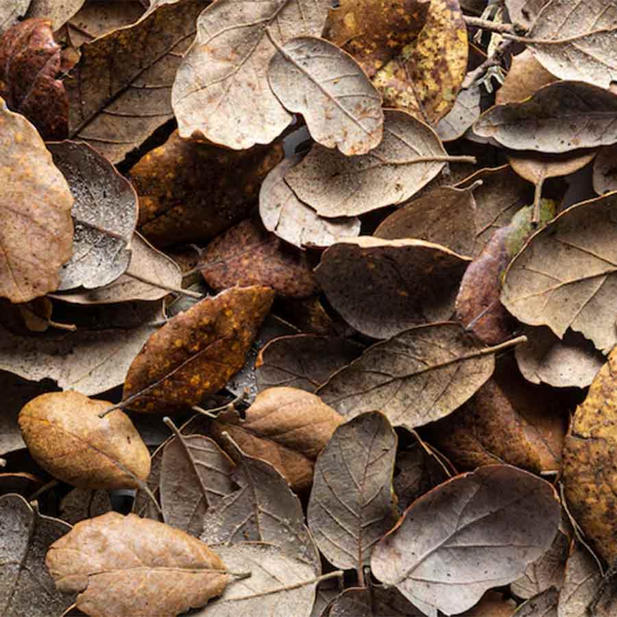 fuel made out of dry leaves to reduce pollution