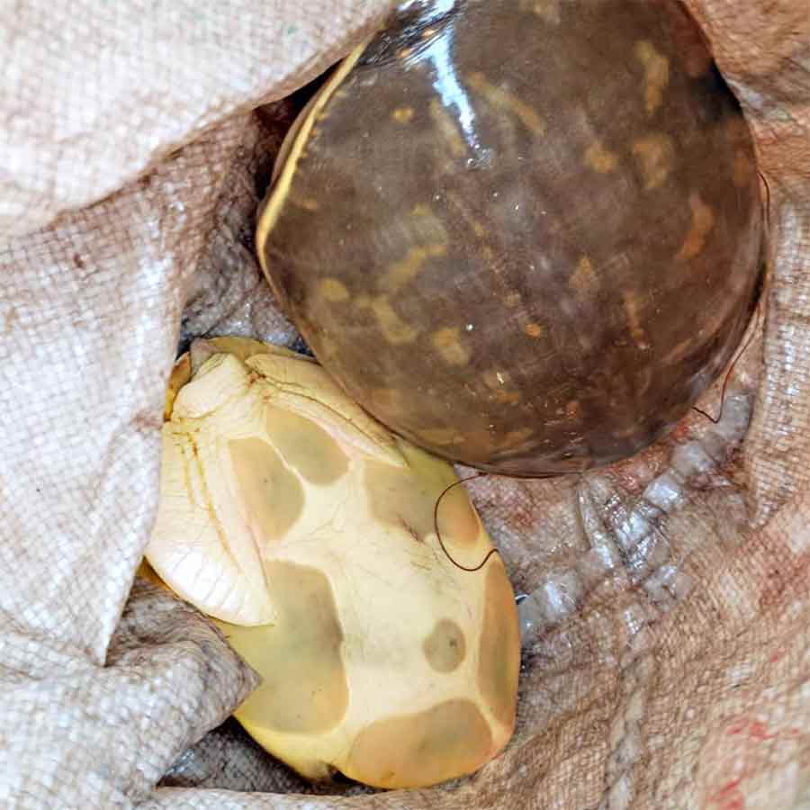 Home delivery of tortoise meat reported at Barasat